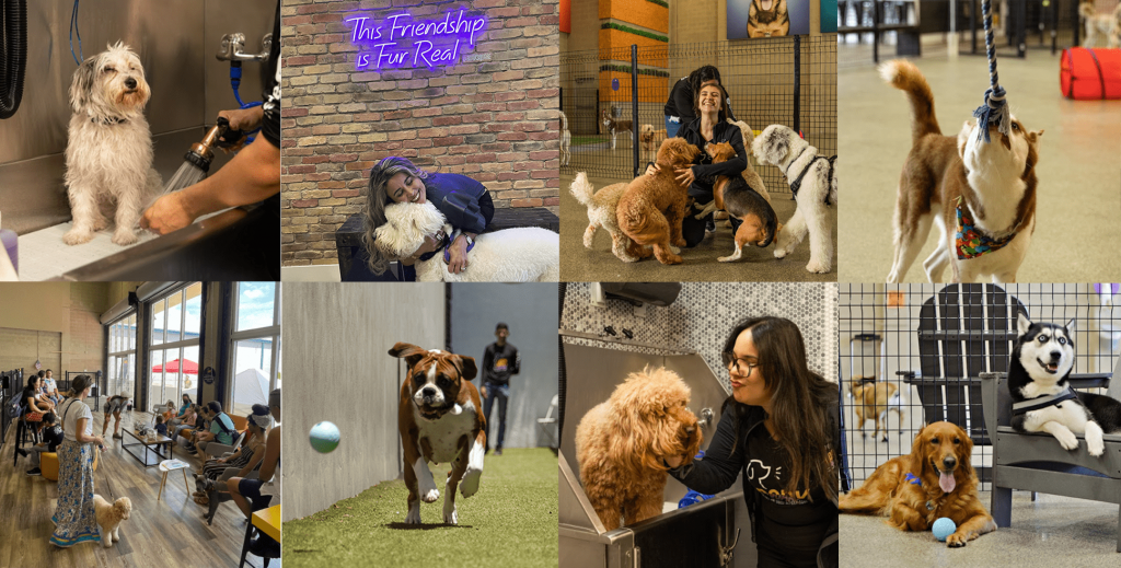 Home Bark Square Dog Hotel in Miami, Florida