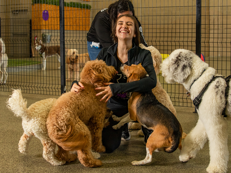 Is Dog Daycare in Miami Good for Your Pooch?