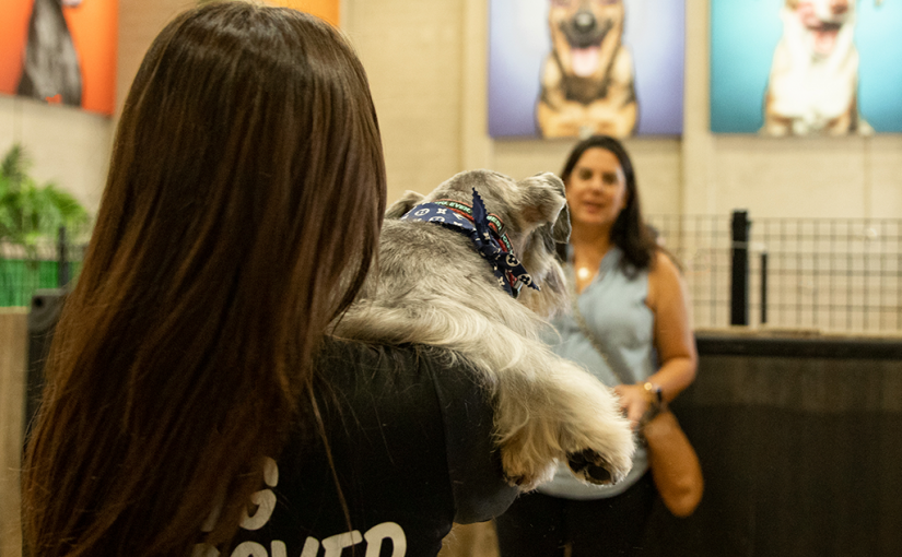 Discover the benefits of Dog Daycare in Miami! Socialization, exercise, and supervised care for your furry friend.