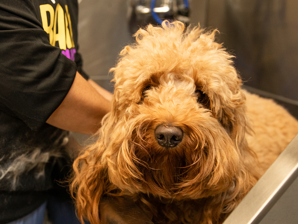 Unveiling the Secret to Your Dog’s Perfect Grooming Schedule