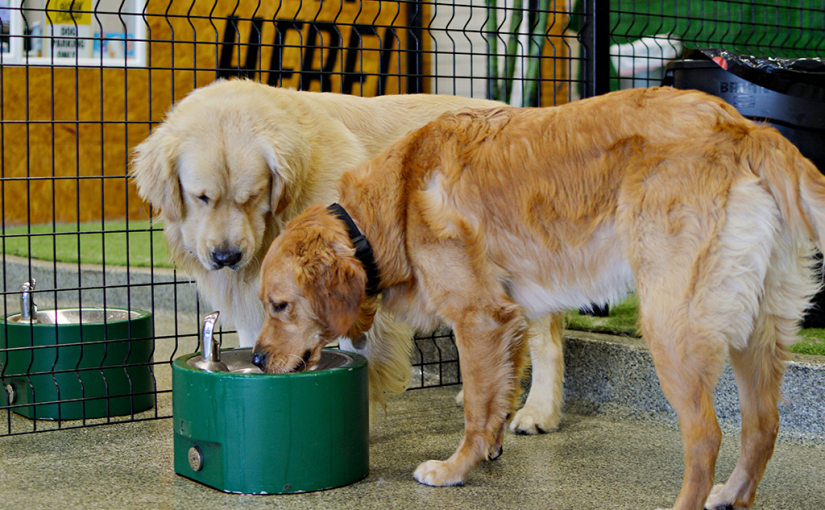 one puppy drinks water and the other waits patiently for his turn. Improve their social behavior at Bark Square dog daycare.