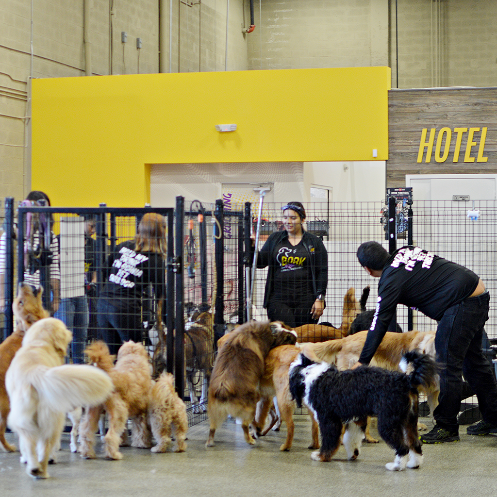 Modern and safe Doggy Daycare facilities for your pet's care.