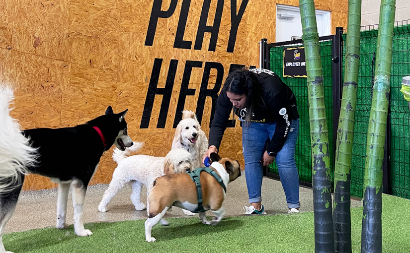 Staff caring for dogs in our cozy Doggy Daycare environment.