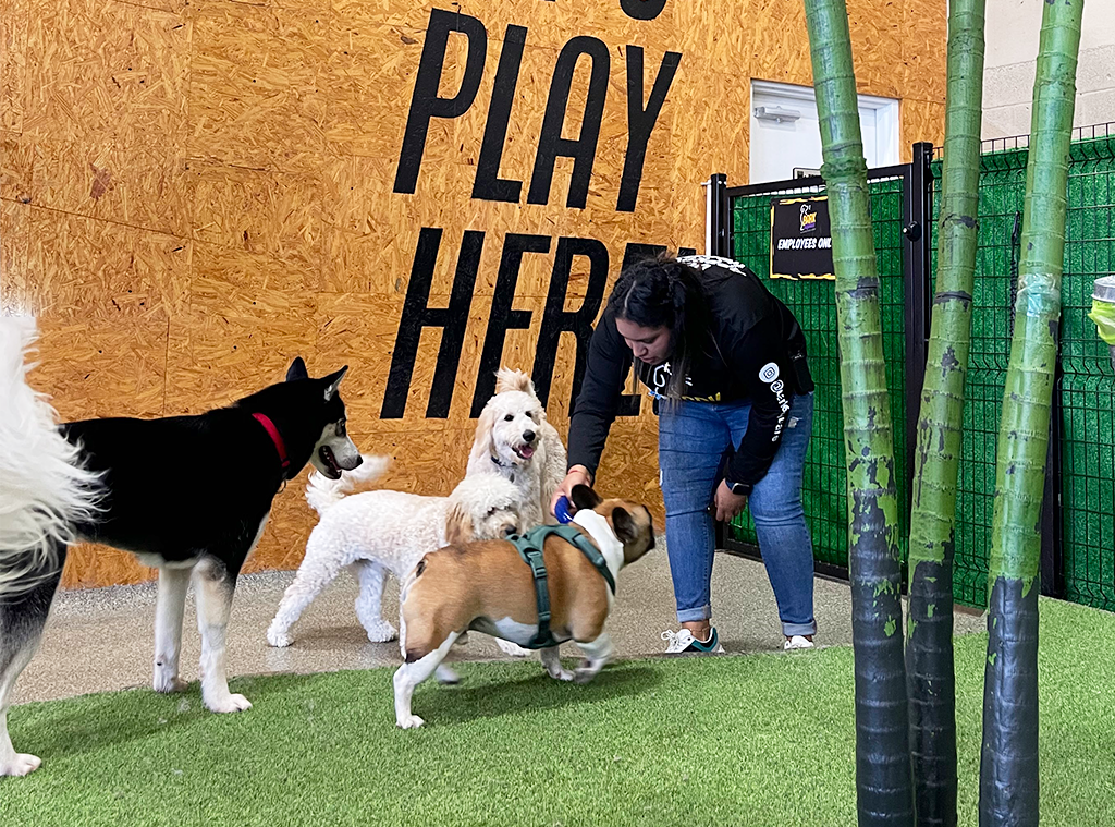 Doggy Daycare vs. Dog Boarding in Miami: Service Differences