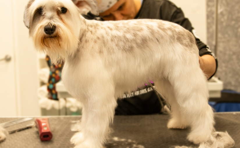 Why Dog Grooming is Essential for Your Furry Friend?