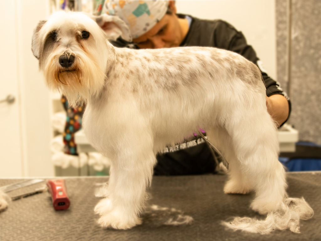 Why Dog Grooming is Essential for Your Furry Friend?