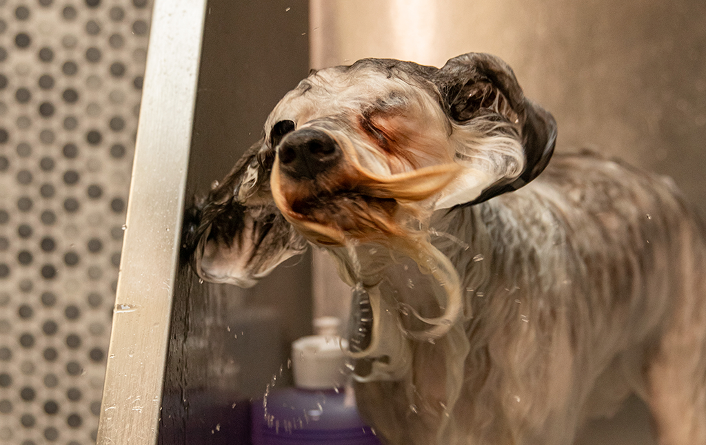 puppy enjoys water at bark square dog grooming facility