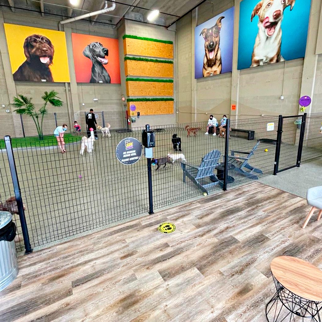 Dogs running in a supervised play area at a dog hotel in Miami.