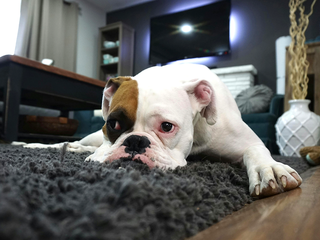 Dog Boarding vs. Leaving Your Dog at Home: Key Differences