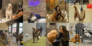 dogs playing at Bark Square daycare Doral