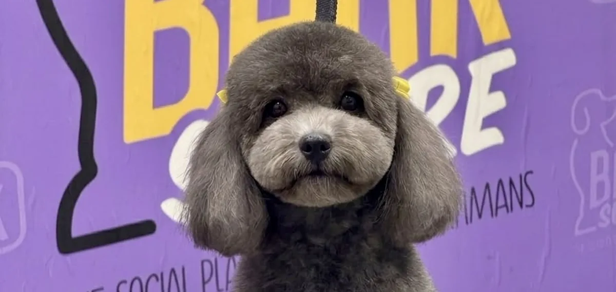 dog grooming miami