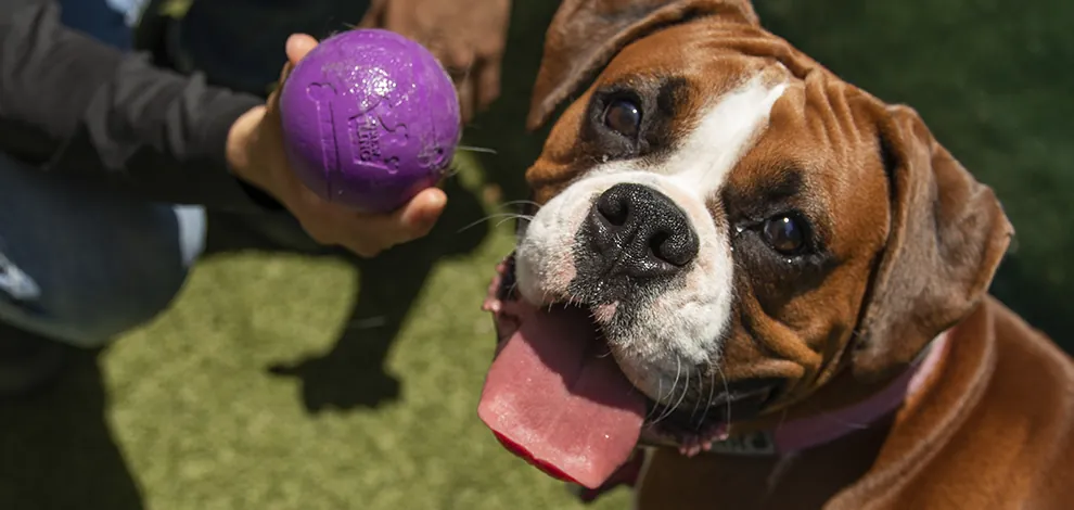 dog daycare doral